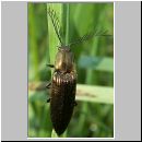 Ctenicera pectinicornis - Schnellkaefer m01.jpg